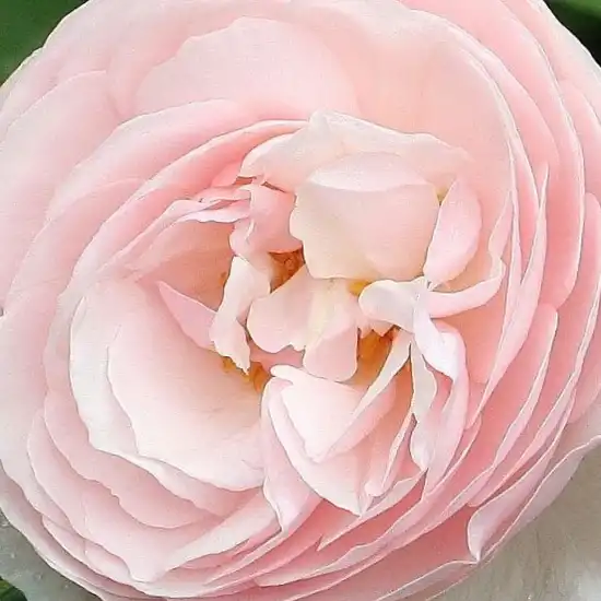 Comanda trandafiri online - Roz - trandafir englezesti - trandafir cu parfum intens - Rosa Ausblush - David Austin - ,-